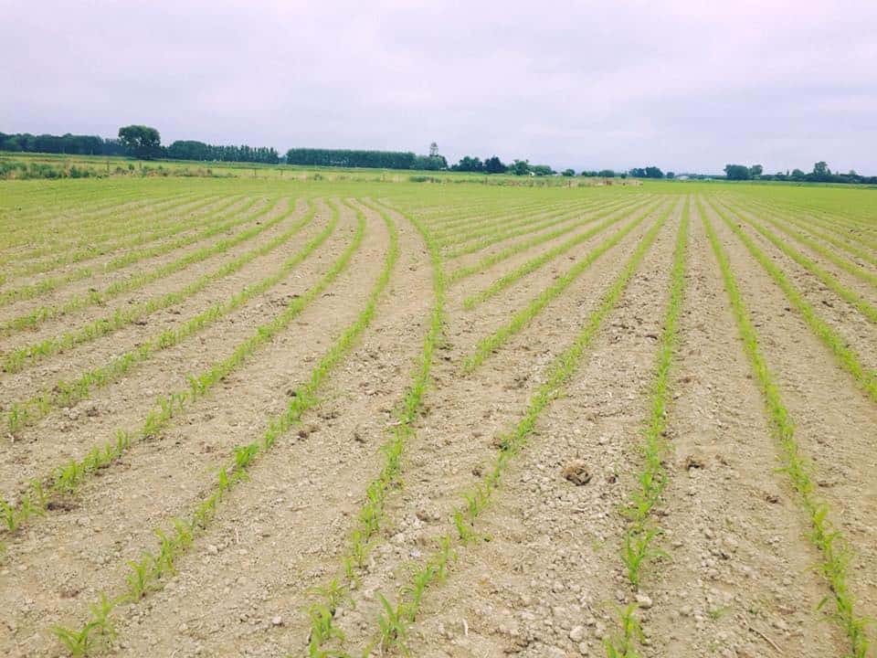 A paddock of planted maize